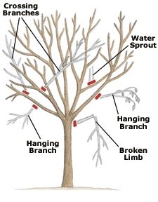 Tree pruning